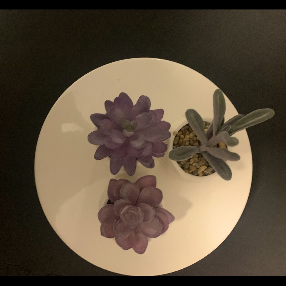 Succulents~Artificial Mini unique colors